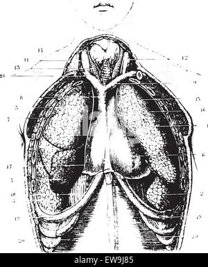 Il taglio della zona del petto per uno spettacolo disponibile ai polmoni, alla pleura e pericardio, vintage illustrazioni incise. Medicina usuale dizione Illustrazione Vettoriale