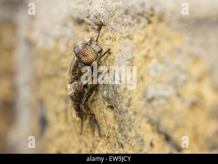 Eristalinus aeneus grandi macchie-eyed Dronefly su una parete in Essex Foto Stock