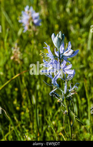 Nativo di fiori selvatici Camassia quamash in fiore con fiori di colore blu Foto Stock