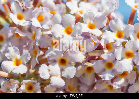 Gruppo di piccole rosette bianco per lo sfondo Foto Stock