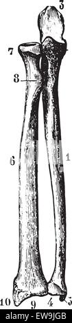 Radio e ulna (ossa dell'avambraccio) visto dalla loro faccia anteriore, vintage illustrazioni incise. Al solito Dizionario medicina dal dr. Illustrazione Vettoriale