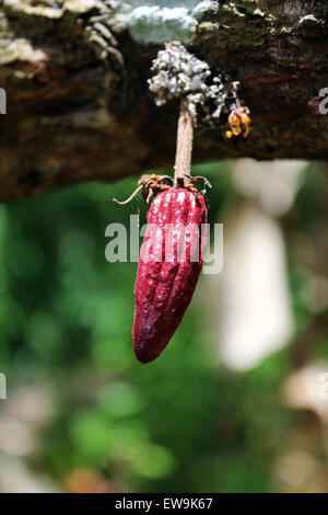 Giovani pod di cacao che cresce su albero Foto Stock