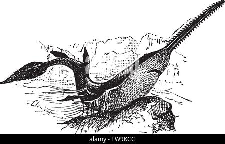 Sawfish Knifetooth o Anoxypristis cuspidata, vintage illustrazioni incise. Dizionario di parole e le cose - Larive e Fleury Illustrazione Vettoriale