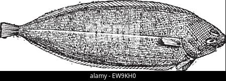 Vecchie illustrazioni incise di sogliola o Solea solea o sogliola di Dover o Nero suola isolata su uno sfondo bianco. Dizionario o Illustrazione Vettoriale