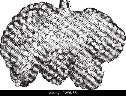 Fig. 4. Intestino Brunner le ghiandole o ghiandole duodenale, vintage illustrazioni incise. Dizionario di parole e le cose - Larive un Illustrazione Vettoriale