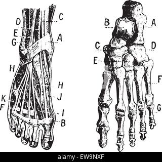 Piede, Fig 1. Muscoli, Fig 2. Lo scheletro, vintage illustrazioni incise. Dizionario di parole e le cose - Larive e Fleury - 1895. Illustrazione Vettoriale