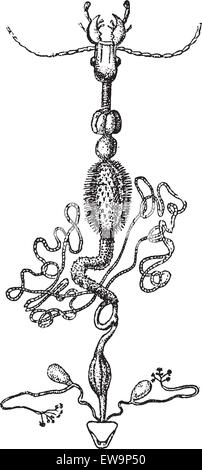 Anatomia di un insetto, vintage illustrazioni incise. Dizionario di parole e le cose - Larive e Fleury - 1895. Illustrazione Vettoriale