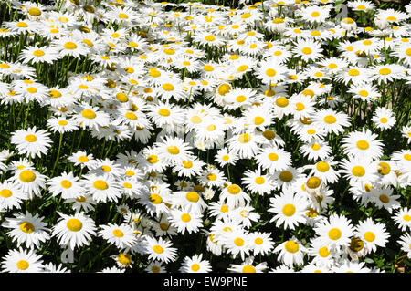 Daisy bianca fiori che sbocciano in un prato Foto Stock