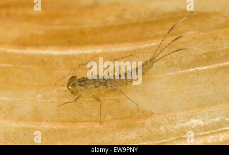 Pond olive mayfly larva ninfa Cloeon dipterum su subacquea sommerso reed Foto Stock