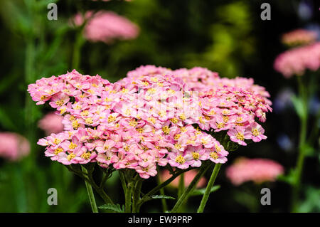 Pink Yarrow nel pieno fiore in giardino Foto Stock