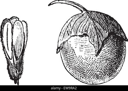 Mandrake o Mandragora sp., mostrando fiore (sinistra) e frutta (a destra), vintage illustrazioni incise. Dizionario di parole e sottile Illustrazione Vettoriale