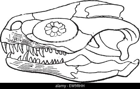 Megalosaurus o Megalosaurus bucklandii, mostrando il cranio, vintage illustrazioni incise. Dizionario di parole e le cose - Larive un Illustrazione Vettoriale