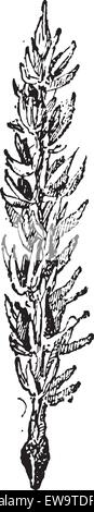 Il coriandolo romana o Nigella sativa, mostrando lascia bene, vintage illustrazioni incise. Dizionario di parole e le cose - Larive un Illustrazione Vettoriale