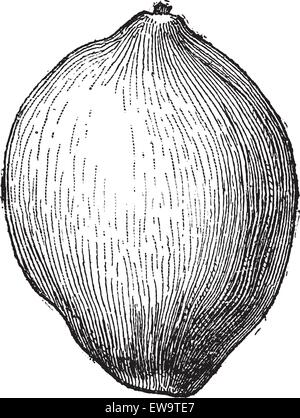 O di cocco Cocos nucifera, mostrando la frutta, vintage illustrazioni incise. Dizionario di parole e le cose - Larive e Fleury - 18 Illustrazione Vettoriale