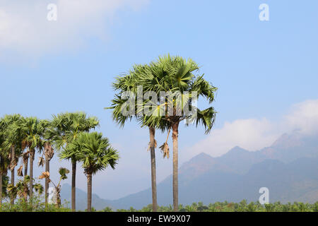 Palmyra Palme in Tamil Nadu India sullo sfondo della Western Ghat Mountain Range Foto Stock