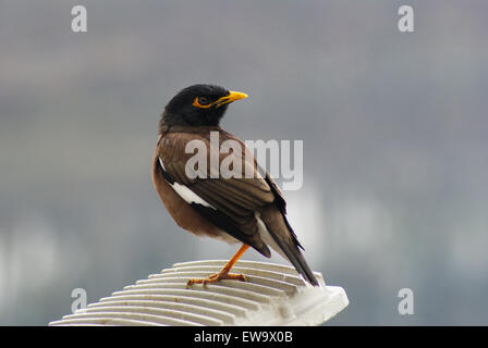 Myna Bird India indiano mynah buffo uccello guardando giro collo indietro Foto Stock