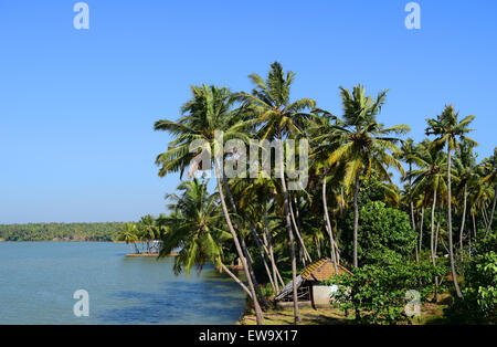 Gli abitanti di un villaggio di piccola casa vicino le lagune del Kerala India circondato da alberi di noce di cocco Foto Stock