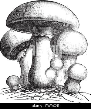 Agaricus campestris o prato incisione a fungo. Vecchia illustrazione vintage. Chiamato anche fungo di campo. Un ampiamente mangiato gi commestibili Illustrazione Vettoriale