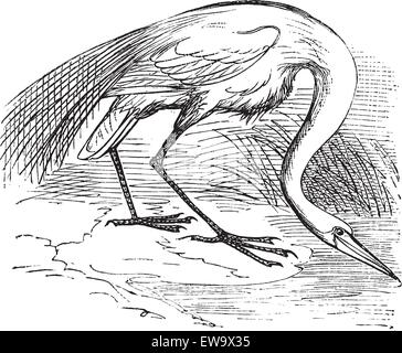 Incisione di un airone bianco o la garzetta (Ardea egretta). Vecchio vintage illustrazioni incise del grande airone bianco o heron nel suo Illustrazione Vettoriale