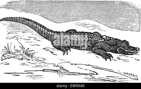 Il coccodrillo americano incisione o Alligator Mississippiensis. Vecchie illustrazioni incise di un alligatore posa in prossimità di acqua. Illustrazione Vettoriale