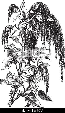 Amaranto di coda di Foxtail, sanguinamenti di bugie d'amore, amaranto pendente, fiore di nappine, fiore di velluto, incisione d'annata di quelite o Amaranthus caudatus. Vettore, ritaglio isolato. Illustrazione Vettoriale