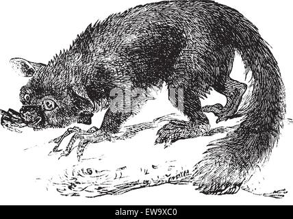 L'aye-aye, lemuri o Daubentonia madagascariensis. Incisione vintage. Vecchie illustrazioni incise di lemuri. Un pri strepsirrhine Illustrazione Vettoriale