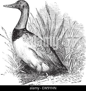 Tadorne o comune o shelduck volpoca vintage incisione. Vecchie illustrazioni incise di comune shelduck. Illustrazione Vettoriale