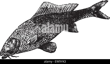 Cyprinus carpio o carpa comune o di pesci di acqua dolce vintage incisione. Vecchie illustrazioni incise di Cyprinus carpio. Illustrazione Vettoriale