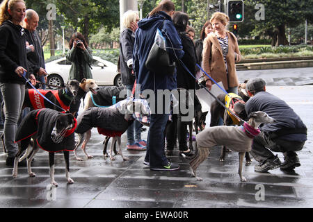 Sydney, Australia. Il 21 giugno 2015. I proprietari di Greyhound e sostenitori abbiamo camminato dalla Biblioteca di Stato intorno a Hyde Park per promuovere l'adozione Greyhound e aumentare la consapevolezza della situazione delle corse di levrieri in Australia. Credito: Richard Milnes/Alamy Live News Foto Stock