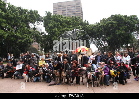 Sydney, Australia. Il 21 giugno 2015. I proprietari di Greyhound e sostenitori abbiamo camminato dalla Biblioteca di Stato intorno a Hyde Park per promuovere l'adozione Greyhound e aumentare la consapevolezza della situazione delle corse di levrieri in Australia. Credito: Richard Milnes/Alamy Live News Foto Stock