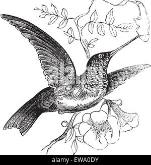 Ruby-throated Hummingbird o archilochus colubris, vintage incisione. Vecchie illustrazioni incise di Ruby-throated Hummingbird. Illustrazione Vettoriale