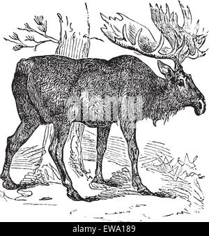 Alci o Eurasian elk o Alces alces, vintage incisione. Vecchie illustrazioni incise di alci. Illustrazione Vettoriale