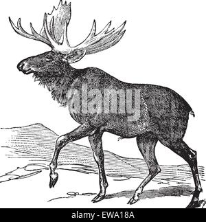 Alci o Eurasian elk o Alces alces, vintage incisione. Vecchie illustrazioni incise di alci. Illustrazione Vettoriale