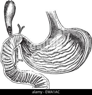 Stomaco umano, vintage illustrazioni incise. Trousset enciclopedia (1886 - 1891). Illustrazione Vettoriale