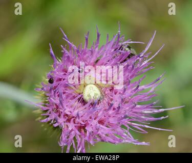 Texas thistle con ragno granchio Foto Stock