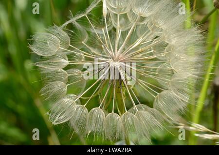 Texas semi di dente di leone Foto Stock
