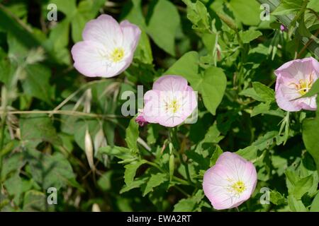 Rosa di enagra Foto Stock