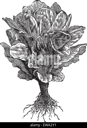 Romaine o Cos lattughe (Lactuca sativa) incisione vintage. Vecchie illustrazioni incise di lattuga romana isolato su bianco. Illustrazione Vettoriale