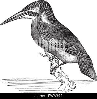 Martin Pescatore comune o Alcedo ispida, vintage incisione. Vecchie illustrazioni incise di comune Kingfisher in attesa su un ramo. Illustrazione Vettoriale