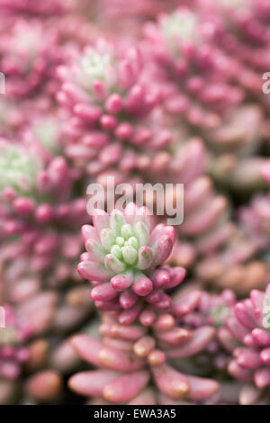 Sedum rubrotinctum x " Aurora " Pianta che cresce in un ambiente protetto. Foto Stock