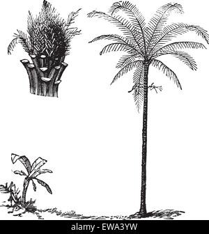 Royal Palm o Roystonea regia, vintage illustrazioni incise, mostrando la piantina di sviluppo. Trousset enciclopedia (1886 - 1891). Illustrazione Vettoriale