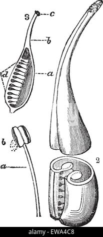 Struttura riproduttiva di un fiore, mostrando il filamento composto da un stame e un promotore antera con il polline (in basso a sinistra) e l'ovaio, Illustrazione Vettoriale