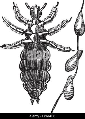 Pidocchi della testa o Pediculus humanus capitis o Pediculus capitis o testa pidocchio, vintage incisione. Vecchie illustrazioni incise della testa Illustrazione Vettoriale