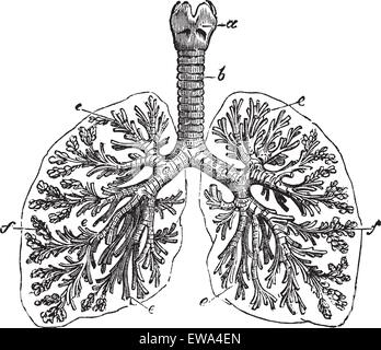 I polmoni dell uomo, vintage incisione. Vecchie illustrazioni incise dei polmoni dell'uomo struttura con il suo funzionamento le parti e i loro nomi. Illustrazione Vettoriale