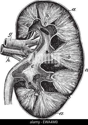Rene umano, vintage incisione. Vecchie illustrazioni incise di rene umano struttura con il suo funzionamento le parti e i loro nomi. Illustrazione Vettoriale