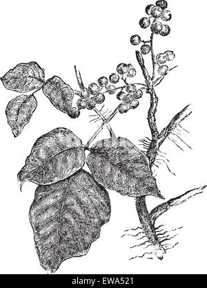 Poison Ivy (Rhus Toxicodendron), vintage illustrazioni incise. Trousset enciclopedia (1886 - 1891). Illustrazione Vettoriale