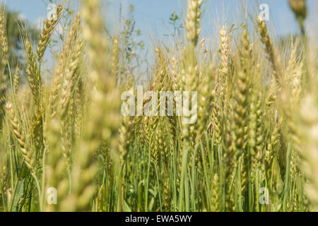 Campo di grano Jhelum Pakistan Foto Stock