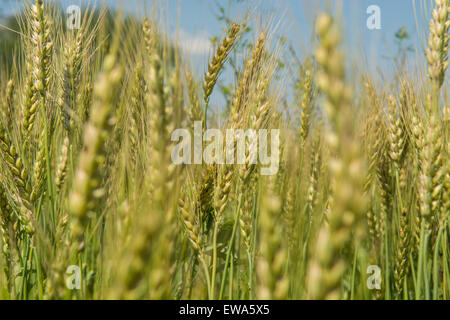 Campo di grano Jhelum Pakistan Foto Stock