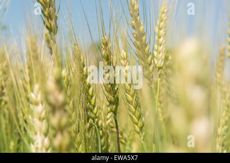 Campo di grano Jhelum Pakistan Foto Stock