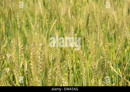 Campo di grano Jhelum Pakistan Foto Stock